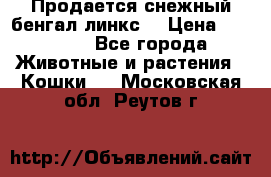 Продается снежный бенгал(линкс) › Цена ­ 25 000 - Все города Животные и растения » Кошки   . Московская обл.,Реутов г.